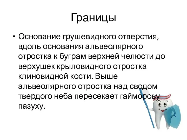 Границы Основание грушевидного отверстия, вдоль основания альвеолярного отростка к буграм верхней