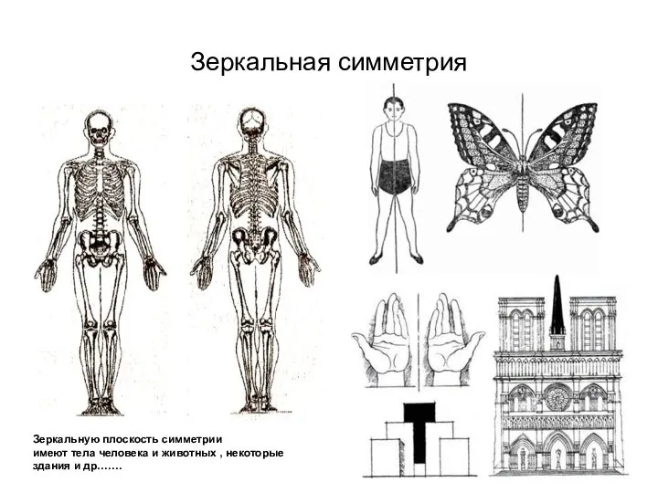 Зеркальная симметрия Зеркальную плоскость симметрии имеют тела человека и животных , некоторые здания и др.……