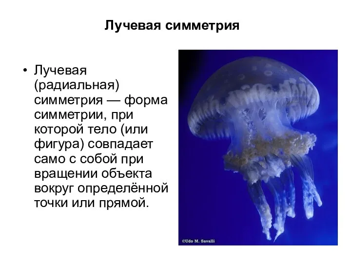 Лучевая симметрия Лучевая (радиальная) симметрия — форма симметрии, при которой тело