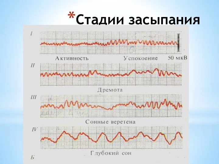 Стадии засыпания