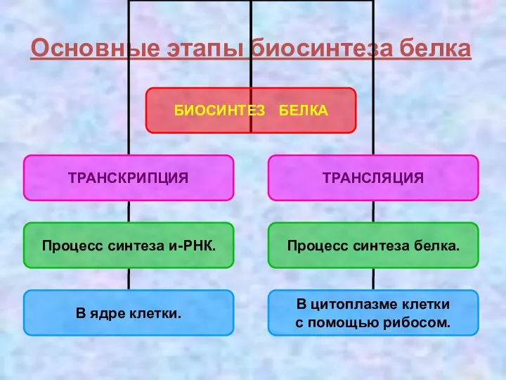 Основные этапы биосинтеза белка