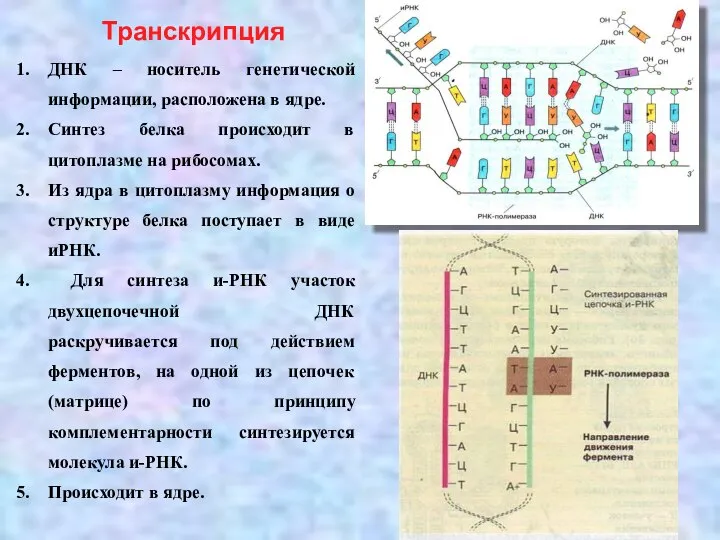 Транскрипция ДНК – носитель генетической информации, расположена в ядре. Синтез белка