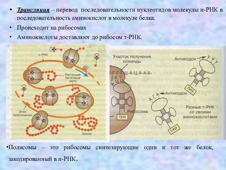 Трансляция – перевод последовательности нуклеотидов молекулы и-РНК в последовательность аминокислот в