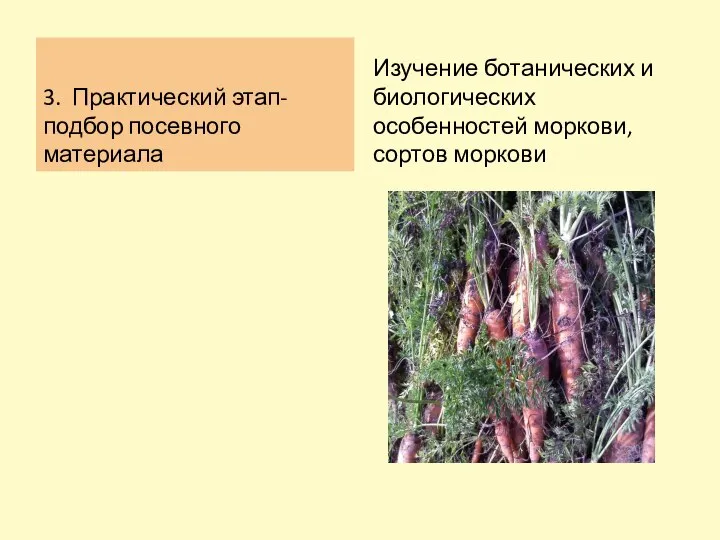 3. Практический этап- подбор посевного материала Изучение ботанических и биологических особенностей моркови, сортов моркови