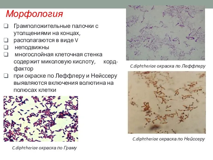 Морфология C.diphtheriae окраска по Леффлеру Грамположительные палочки с утолщениями на концах,