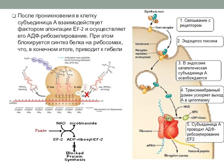 После проникновения в клетку субъединица А взаимодействует фактором элонгации ЕF-2 и