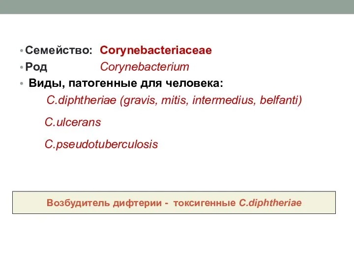 Семейство: Corynebacteriaceae Род Corynebacterium Виды, патогенные для человека: C.diphtheriae (gravis, mitis,