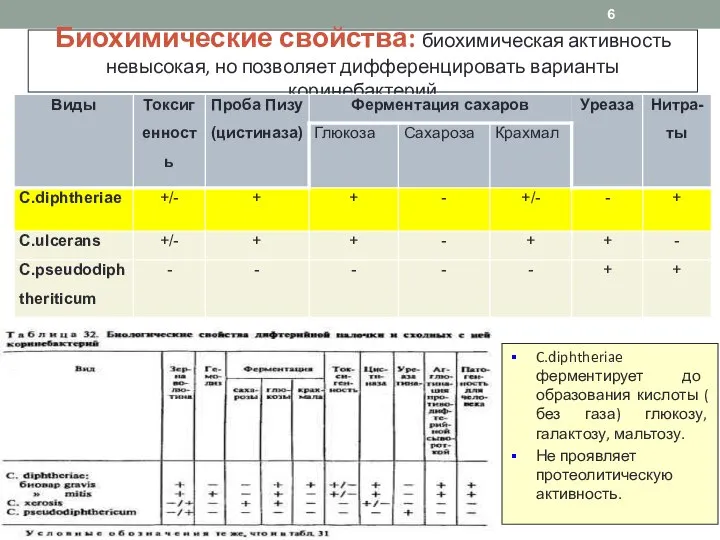 Биохимические свойства: биохимическая активность невысокая, но позволяет дифференцировать варианты коринебактерий C.diphtheriae