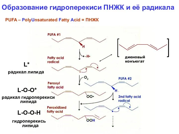 Образование гидроперекиси ПНЖК и её радикала PUFA – PolyUnsaturated Fatty Acid