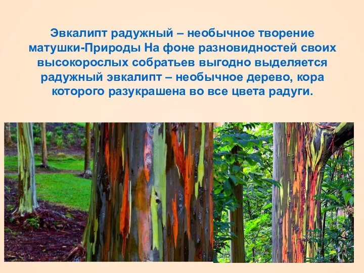 Эвкалипт радужный – необычное творение матушки-Природы На фоне разновидностей своих высокорослых