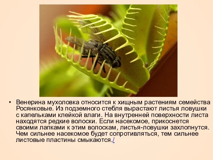 Венерина мухоловка относится к хищным растениям семейства Росянковые. Из подземного стебля