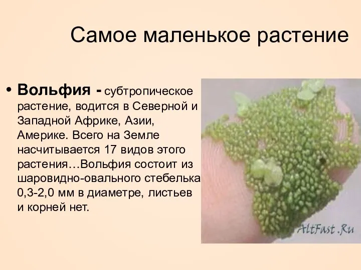 Самое маленькое растение Вольфия - субтропическое растение, водится в Северной и