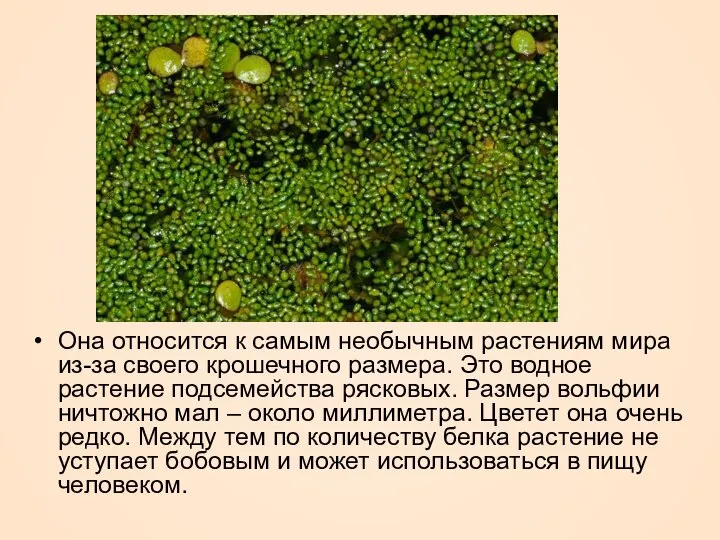 Она относится к самым необычным растениям мира из-за своего крошечного размера.