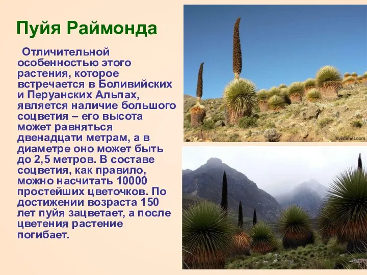 Пуйя Раймонда Отличительной особенностью этого растения, которое встречается в Боливийских и