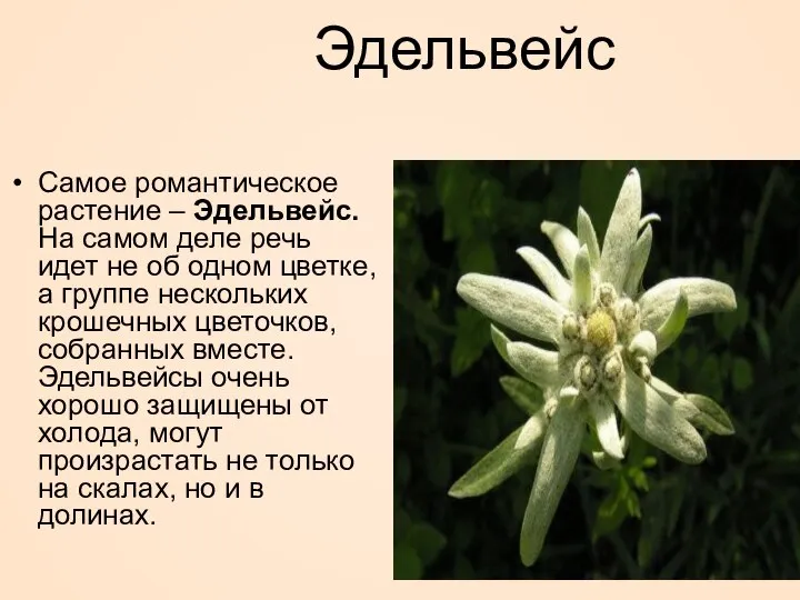 Эдельвейс Самое романтическое растение – Эдельвейс. На самом деле речь идет