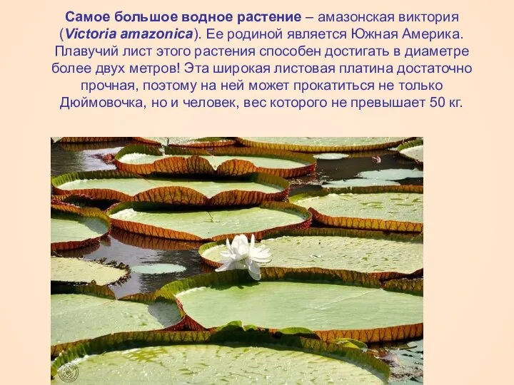 Самое большое водное растение – амазонская виктория (Victoria amazonica). Ее родиной