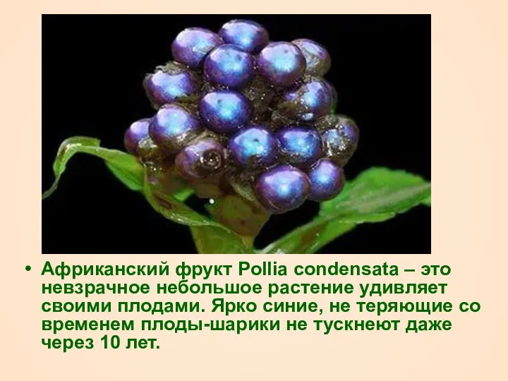 Африканский фрукт Pollia condensata – это невзрачное небольшое растение удивляет своими