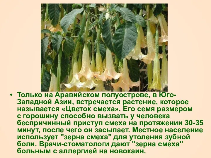 Только на Аравийском полуострове, в Юго-Западной Азии, встречается растение, которое называется