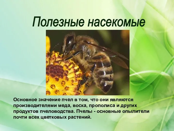 Полезные насекомые Основное значение пчел в том, что они являются производителями
