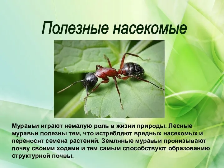 Полезные насекомые Муравьи играют немалую роль в жизни природы. Лесные муравьи