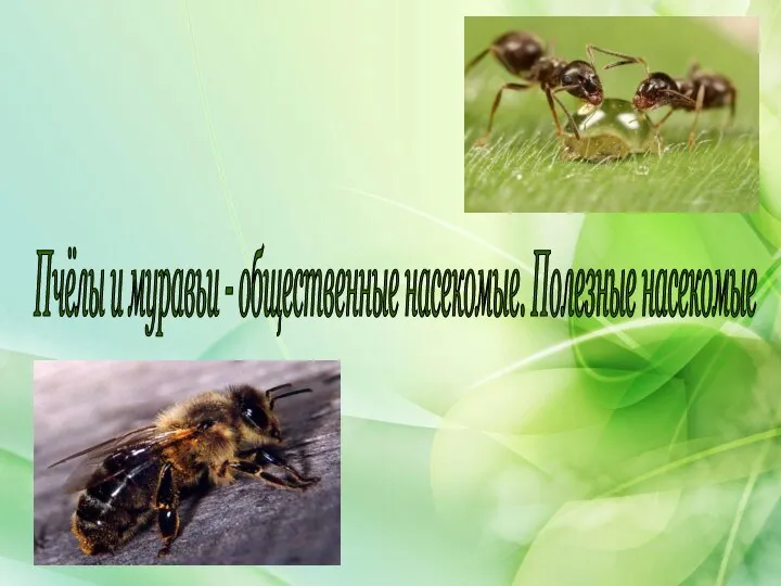 Пчёлы и муравьи - общественные насекомые. Полезные насекомые