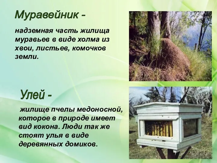Муравейник - Улей - жилище пчелы медоносной, которое в природе имеет