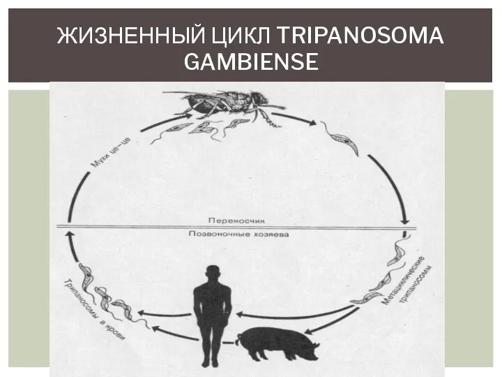 ЖИЗНЕННЫЙ ЦИКЛ TRIPANOSOMA GAMBIENSE