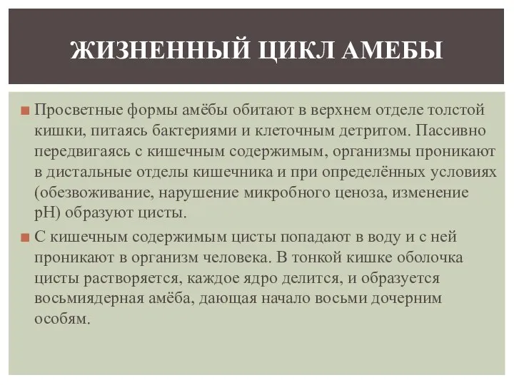 Просветные формы амёбы обитают в верхнем отделе толстой кишки, питаясь бактериями