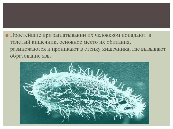 Простейшие при заглатывании их человеком попадают в толстый кишечник, основное место