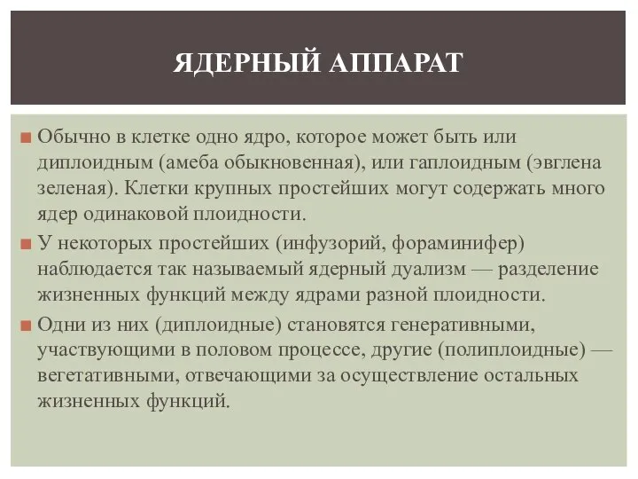 Обычно в клетке одно ядро, которое может быть или диплоидным (амеба