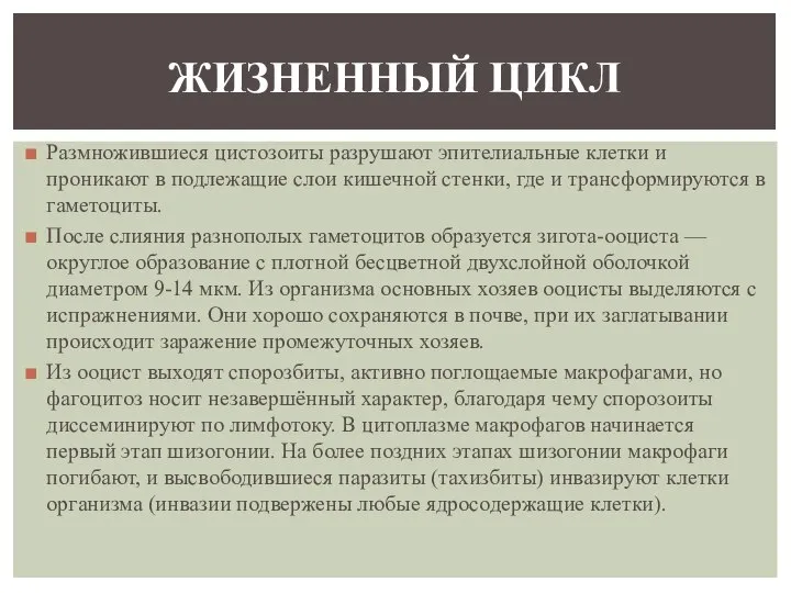 Размножившиеся цистозоиты разрушают эпителиальные клетки и проникают в подлежащие слои кишечной