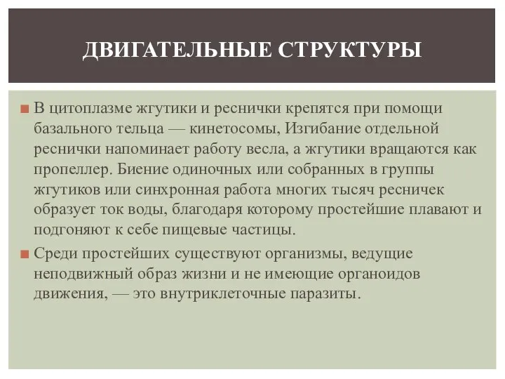 В цитоплазме жгутики и реснички крепятся при помощи базального тельца —