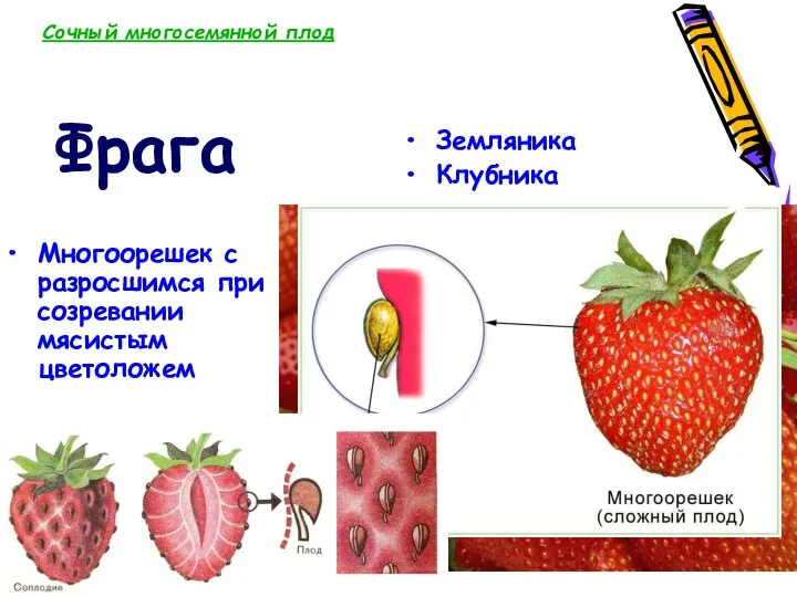 Многоорешек с разросшимся при созревании мясистым цветоложем Земляника Клубника Фрага Сочный многосемянной плод