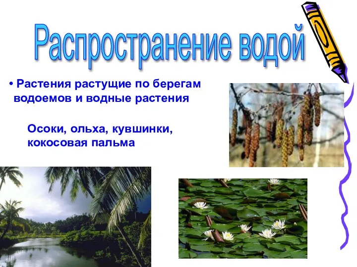 Растения растущие по берегам водоемов и водные растения Осоки, ольха, кувшинки, кокосовая пальма Распространение водой