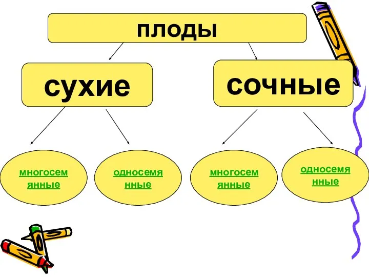 плоды сухие сочные многосемянные односемянные многосемянные односемянные