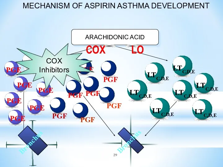 MECHANISM OF ASPIRIN ASTHMA DEVELOPMENT ARACHIDONIC ACID COX Inhibitors