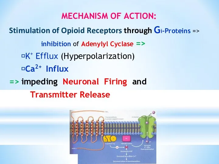 MECHANISM OF ACTION: Stimulation of Opioid Receptors through Gi-Proteins => inhibition