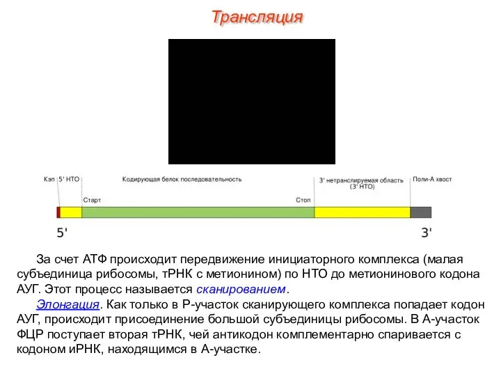 За счет АТФ происходит передвижение инициаторного комплекса (малая субъединица рибосомы, тРНК