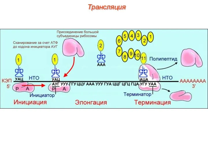 Трансляция