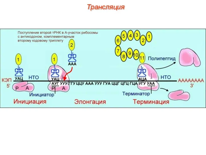 Трансляция