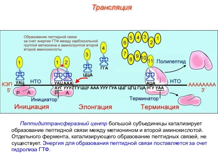 Пептидилтрансферазный центр большой субъединицы катализирует образование пептидной связи между метионином и