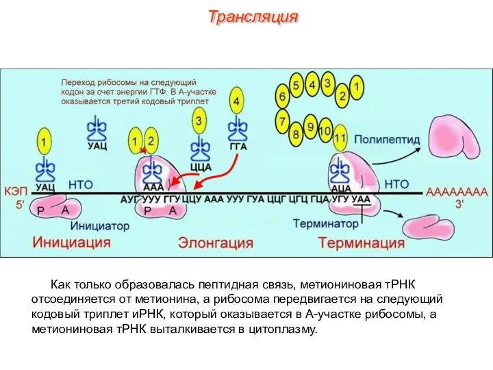 Как только образовалась пептидная связь, метиониновая тРНК отсоединяется от метионина, а