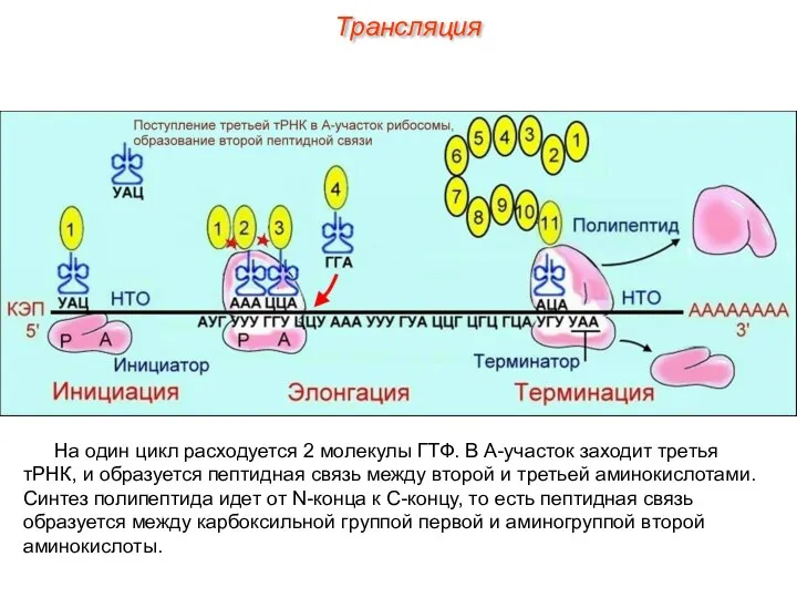 На один цикл расходуется 2 молекулы ГТФ. В А-участок заходит третья