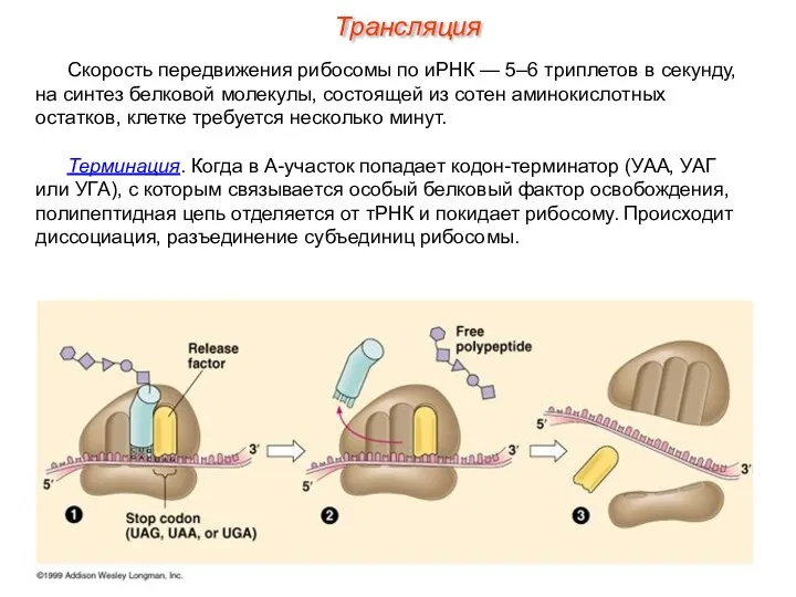 Скорость передвижения рибосомы по иРНК — 5–6 триплетов в секунду, на