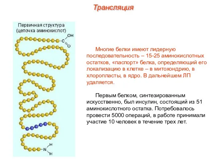 Многие белки имеют лидерную последовательность – 15-25 аминокислотных остатков, «паспорт» белка,