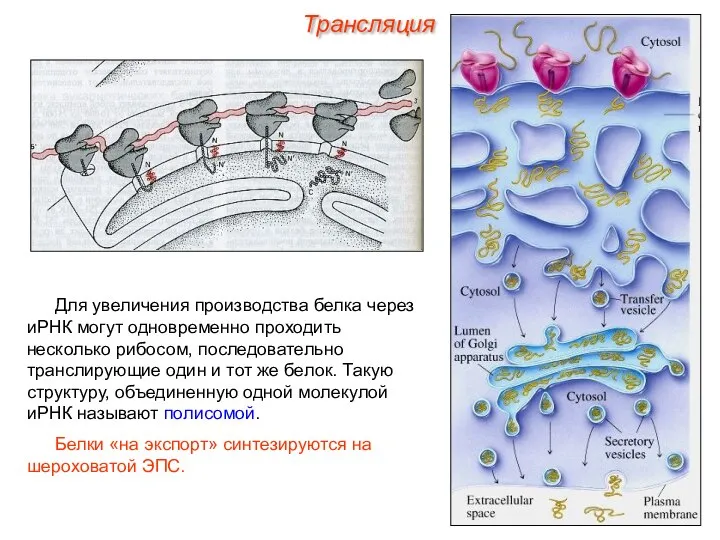 Для увеличения производства белка через иРНК могут одновременно проходить несколько рибосом,