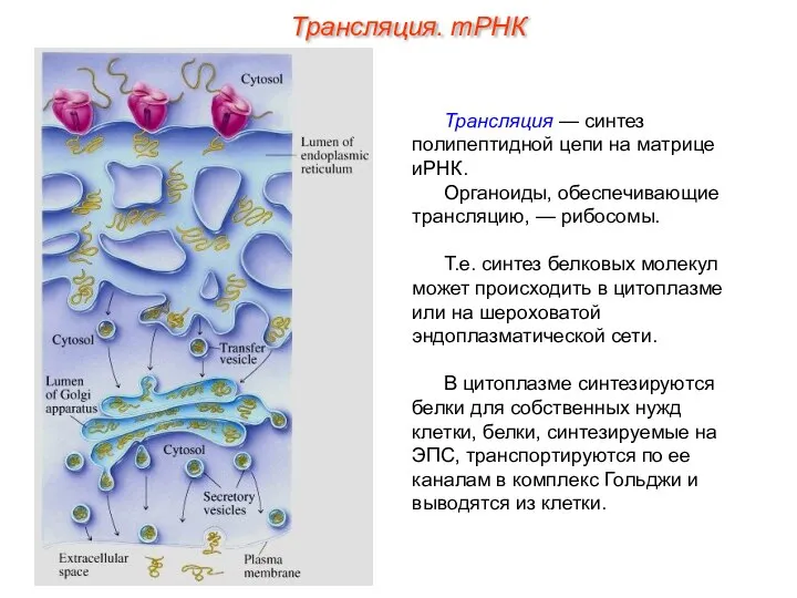 Трансляция. тРНК Трансляция — синтез полипептидной цепи на матрице иРНК. Органоиды,