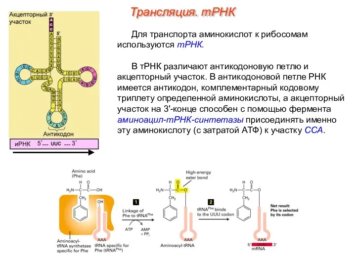 Для транспорта аминокислот к рибосомам используются тРНК. В тРНК различают антикодоновую