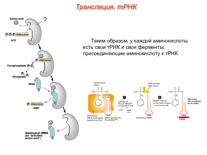 Таким образом, у каждой аминокислоты есть свои тРНК и свои ферменты,