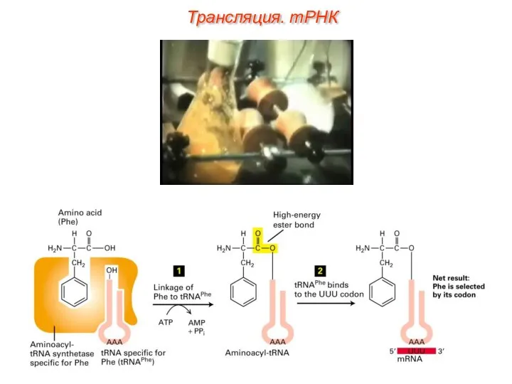 Трансляция. тРНК